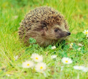 Hedgehog